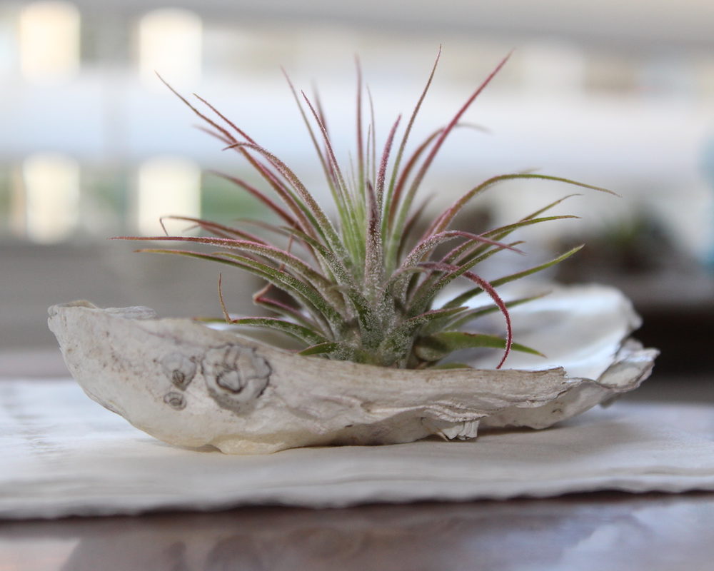 plant